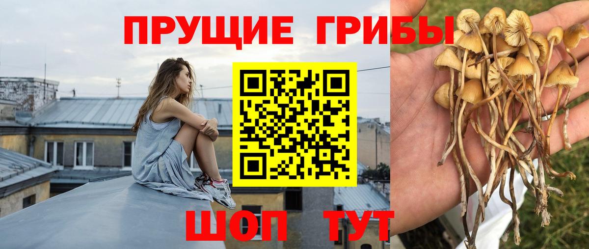 Псилоцибиновые грибы Cubensis Красноуфимск